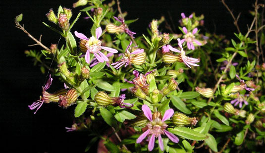 Cuphea gaumeri